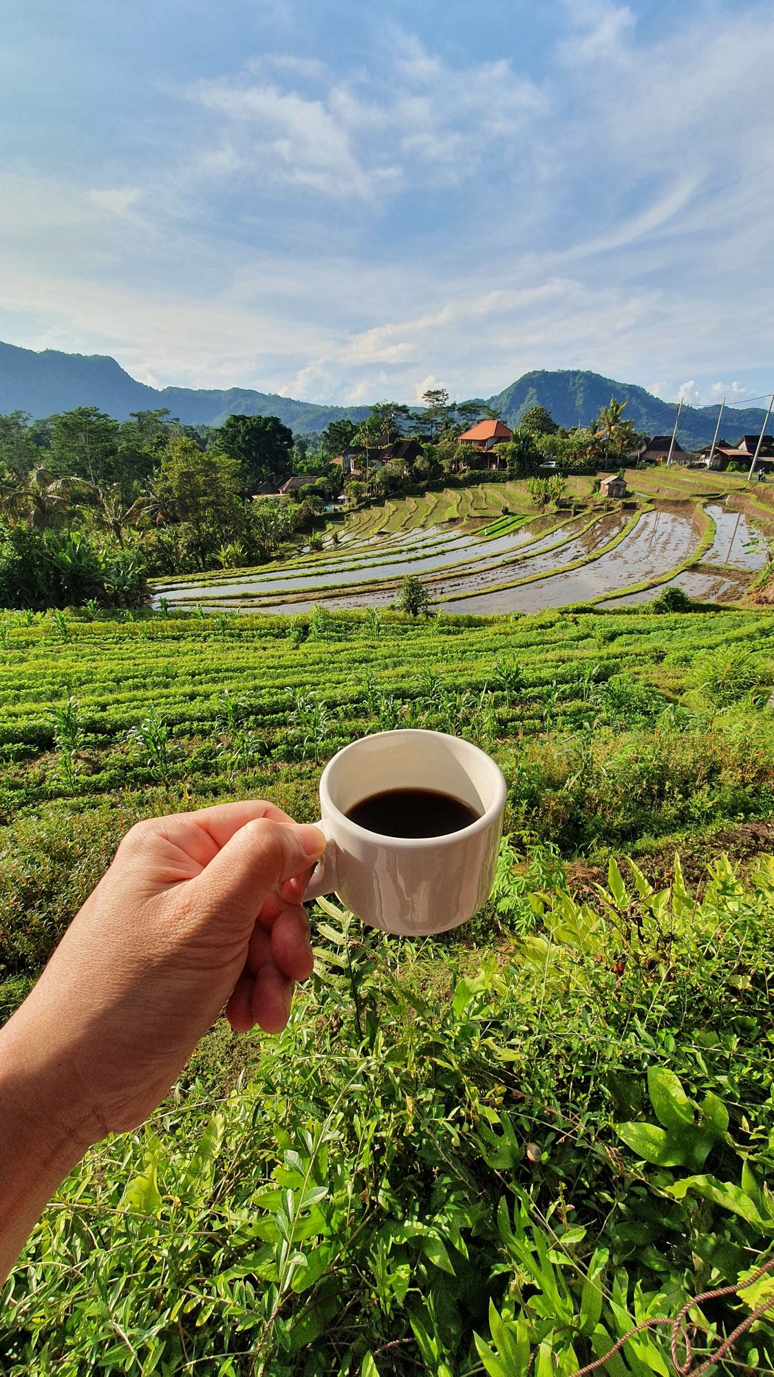 Balinese coffee with rice-field view