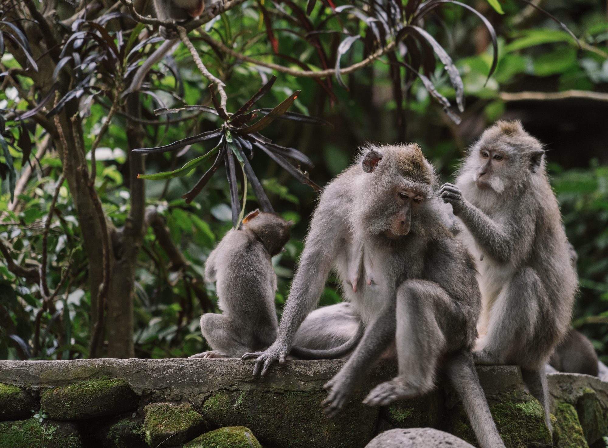 Monkey family in the Ubud Monkey Forest