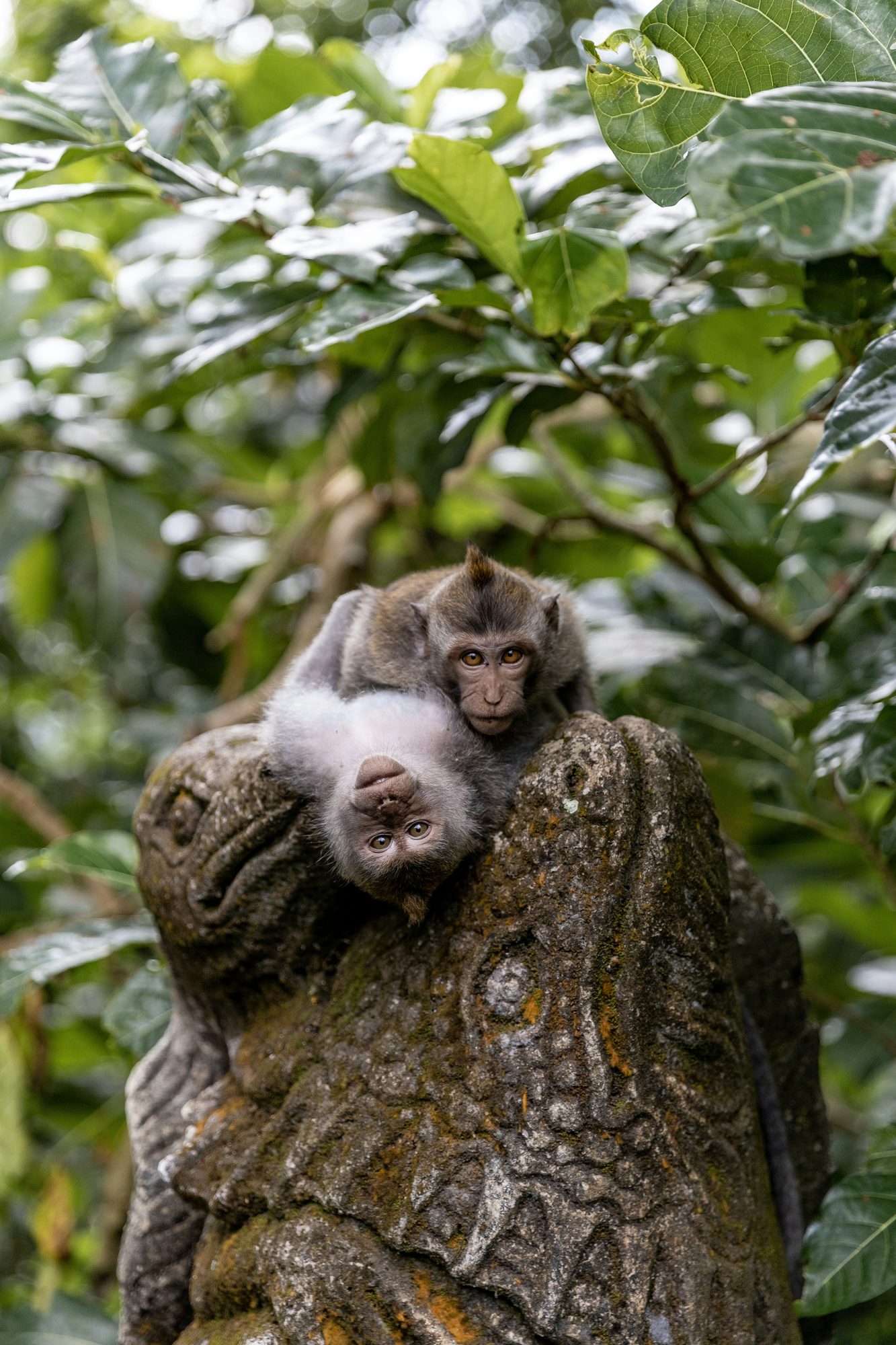 Ubud Monkey Forest