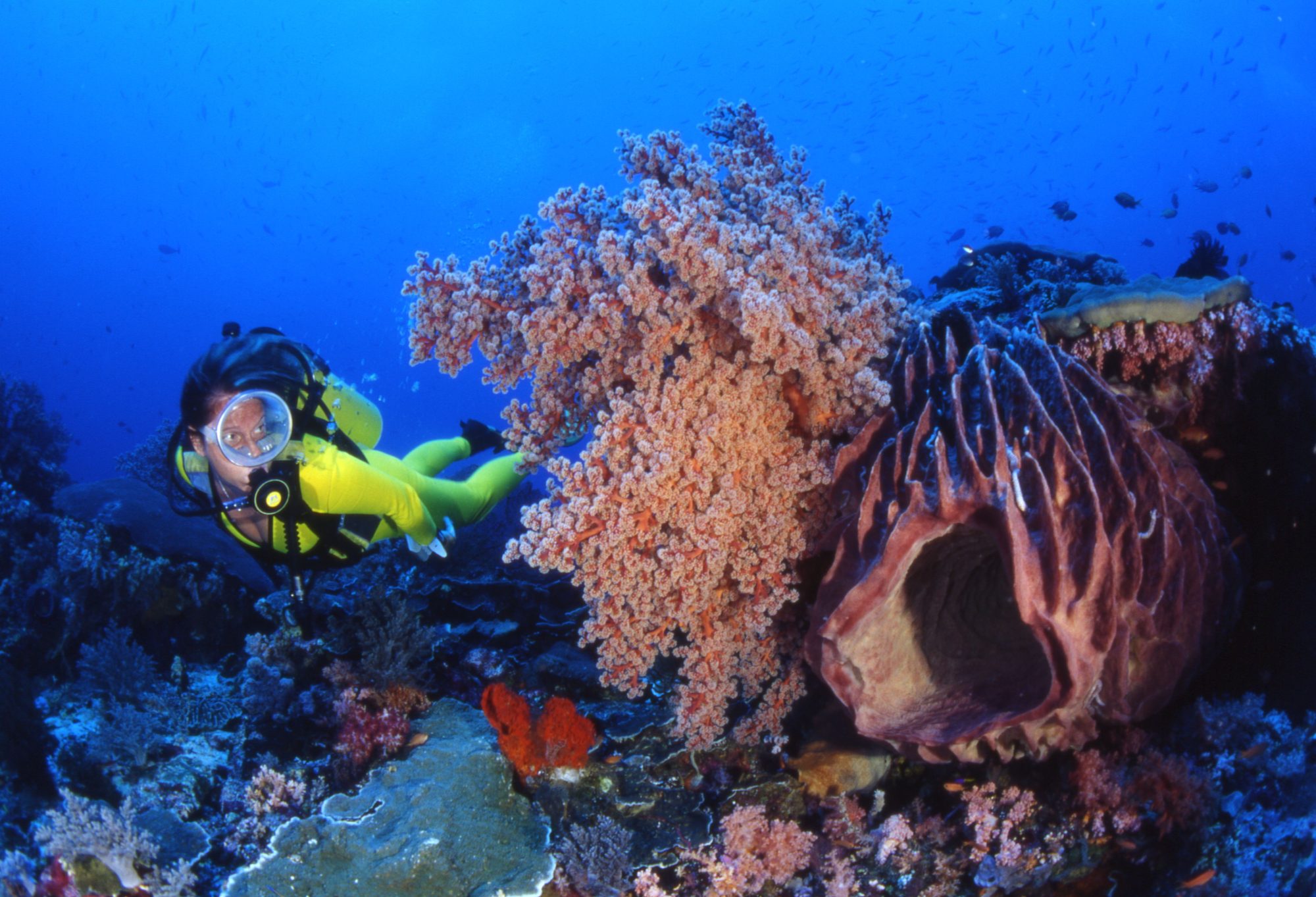 Underwater Bali