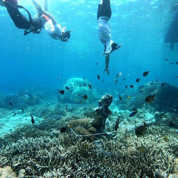 Bali marine life
