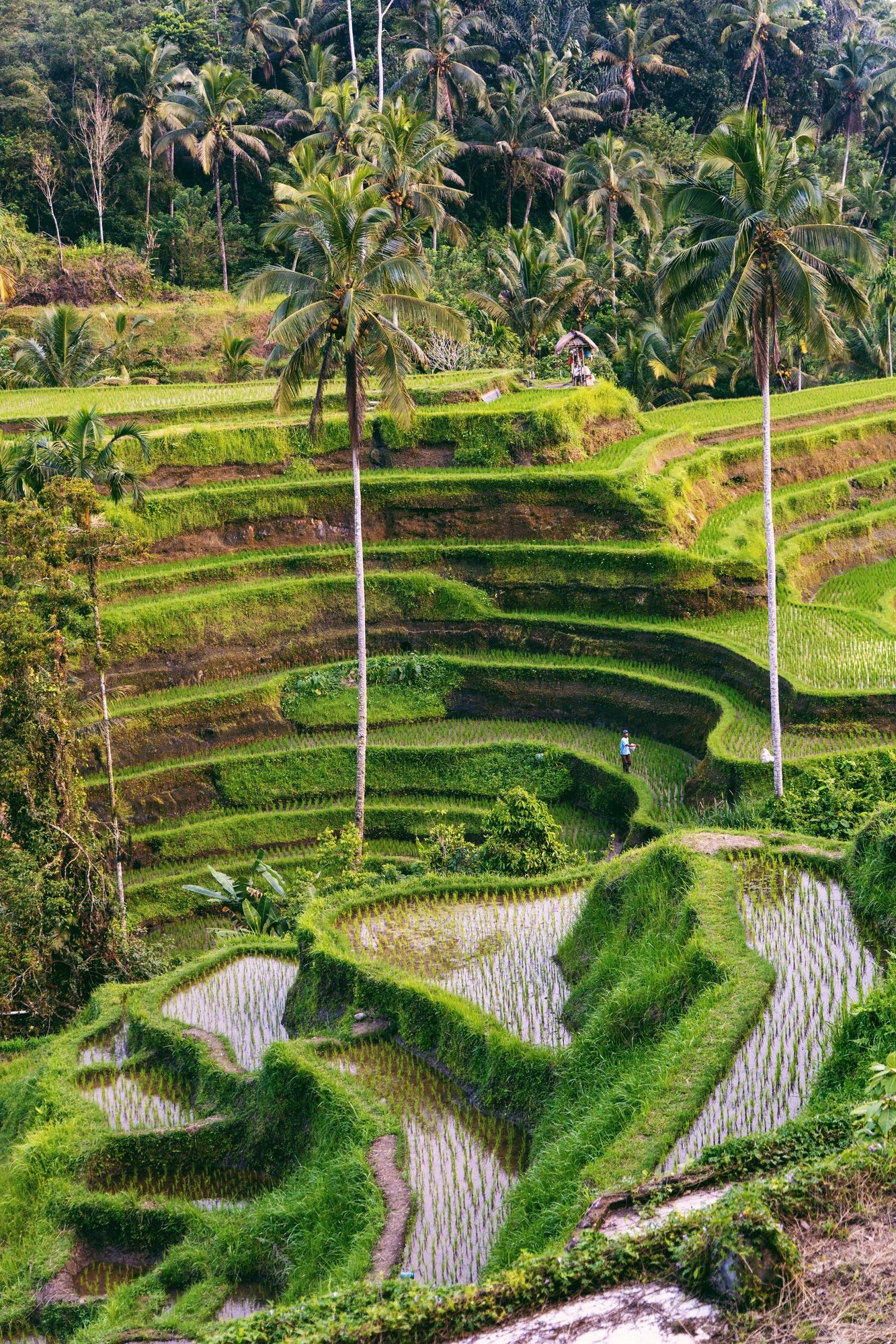 Rice terrace
